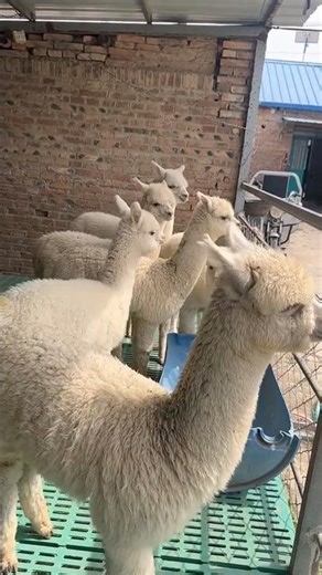 Meet the Softest Animals on the Farm — Alpacas Up Close! 👀