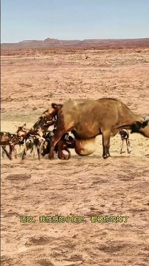 Wild dogs hunting buffalo Wild dogs hunting buffalo Animal World Animal World Highlights Fantast
