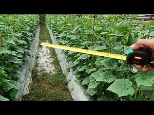 10# JARAK TANAM MENTIMUN YANG IDEAL DI MUSIM HUJAN AGAR BERBUAH LEBAT DAN MAKSIMAL