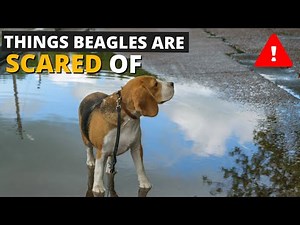 7 Most Common Things Beagles are Scared of and How to Deal with them!