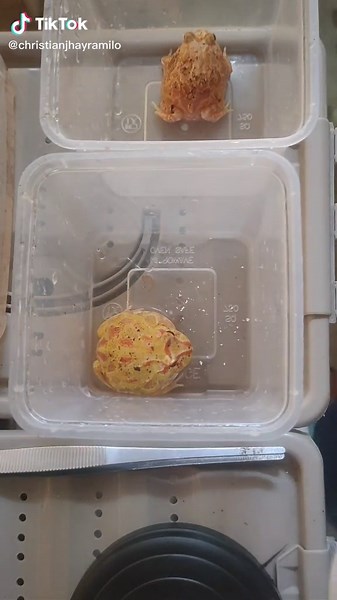 Exploring the Unique Features of a Small Frog