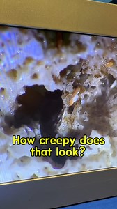 Coral reef formation like you've never seen 🤯 . . #ocean #coralreef #coral #science #wow | Original Videos from Adrian Lomeli