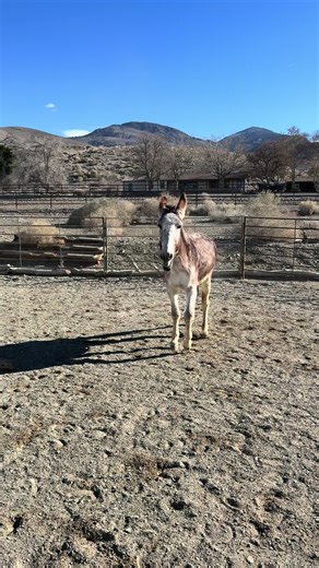 Have you ever seen a happy donkey? Volume up for that one! Roxanne the donkey loves to play and run with horses Lily and Fluffy. She’s having a honking good time! 🫏 #donkey #donkeysoftiktok #horses #horsetok #happyanimals