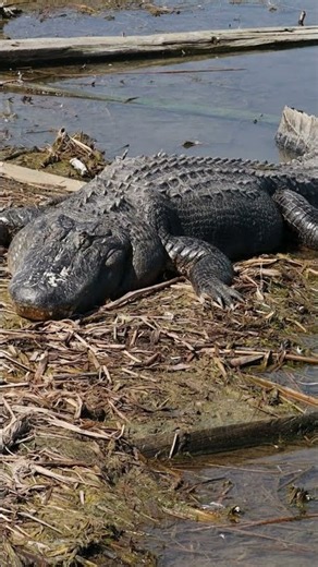 American Alligator: The Ancient Predator of the Wetlands! 🐊🌿 | Amazing Wildlife