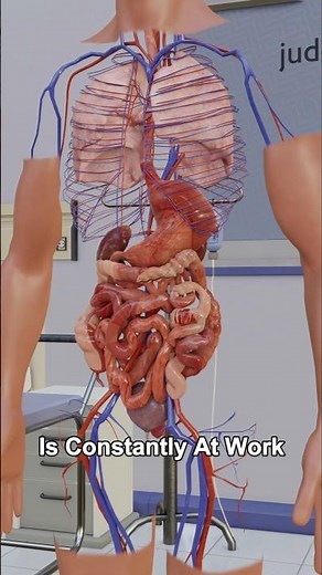 The Journey of Urine Formation in the Body