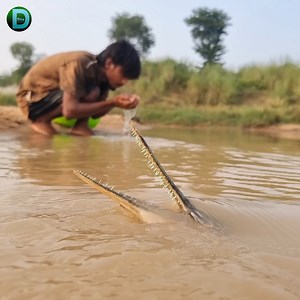 Amazing hand fishing video river dry place big stuck chitol fish catching system. best 2025 fishing video part 1 | Discovery Site