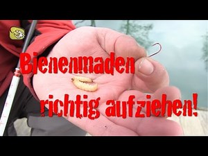 Angeln auf Forelle: Bienenmaden richtig aufziehen. Angeln am Forellenteich.