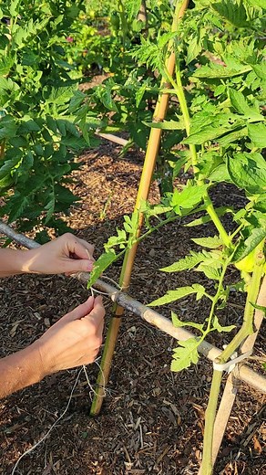 Tara on Instagram: "How to Tie Bamboo Trellis Poles 🎀 I've had quite a few questions lately about how I tie my bamboo trellises together securely. It's tough to explain simply in words, so since I needed to add a pole today for a secondary tomato branch, I thought I'd show you how I do it. Of course, there are many ways to do this. But this method has worked very well for me over the years. Remember to keep it nice and tight!"