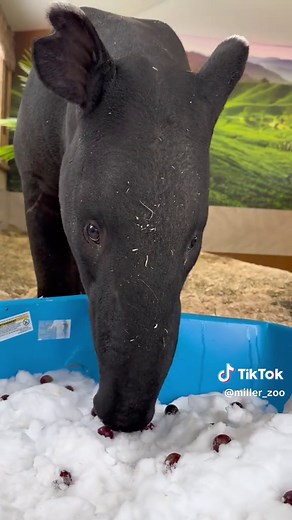 Playtime Fun with Animals at Miller Zoo