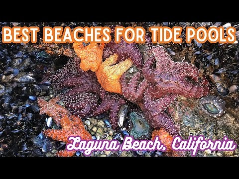 Best Beaches for Tide Pools in Laguna Beach, California
