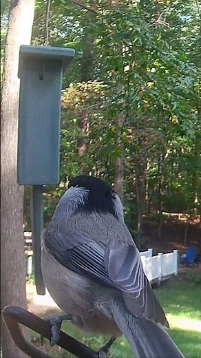 Carolina Chickadee Sings at the Feeder | Peaceful Birdsong