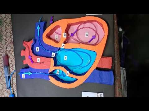 Working heart model for school || human heart Working Model || working science model