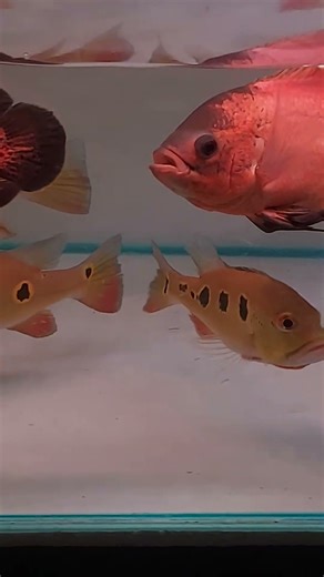 Com tank#megaquarium