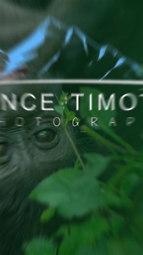 🐒 Welcome to Ngamba Island — A chimpanzee paradise in the heart of Lake Victoria 🌊 Here, rescued chimps swing free in a lush tropical sanctuary 🌴 You don’t just watch them — you connect, you learn, you feel. Every face has a story. Every call echoes wild freedom. It’s not a zoo. It’s a second chance. #NgambaIsland #chimpanzeesanctuary #chimpanzee #ngambaisland #lakevictoria #WildWithPurpose #tourism #conservation #ugandaexperience #explore #ugandatiktokers #fypシ゚ #fypシ゚viral🖤tiktok #travelti