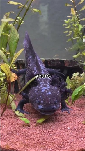 The Axolotl: The Animal That Can Regrow Its Own Brain