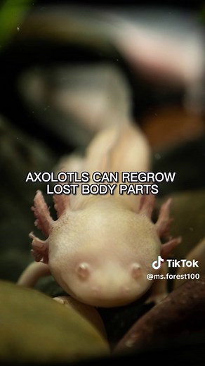 Incredible Axolotl Transformation: Water to Land Journey