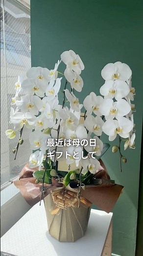 【保存版】母の日に贈る胡蝶蘭の選び方 #ギフト #母の日 #胡蝶蘭