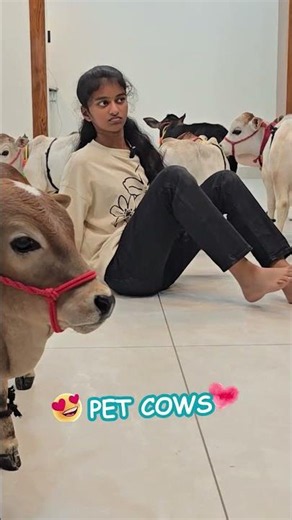 Pet Cows are so Short & Cute 😍 Which could be raised in your Home #youtube #viral #cow #love