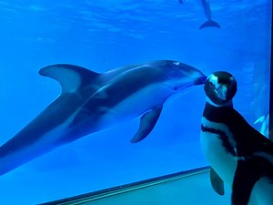 65K views · 1.6K reactions | The Shedd Aquarium might be closed for us humans, but two penguins still got to go on a (very adorable) tour of the building.  | Time Out Chicago | Facebook
