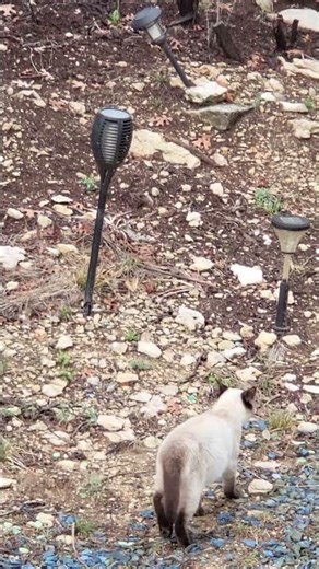 Chocolate Point Siamese Kittens Hunting Birds #cats #feralcat #kitten #cat #siamese