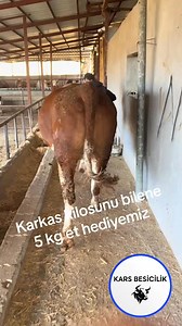 5 Kg Et Hediyemiz #angus #simental #şarole #buzağı | Kars besicilik