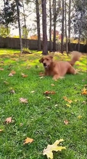 Cutest Dog vs Squirrel Moment Ever! 🥰🐶