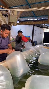Benih patin saiz 3inci/3.5inci ready stok‼️ Esok ahad(18/1/2026) penghantaran benih patin berkualiti ke sekitar Kelantan. Benih patin dari Krai Aquaculture semestinya bebas luka, cergas dan aktif. In shaa Allah cepat besar. Berminat untuk mendapatkan patin berkualiti hubungi kami segera di http://www.wasap.my/ 601111499983 . #benihpatinberkualiti #benihpatinmurah #benihpatinmega #pembenihanpatin #ternakkanikankolam #ternkanikansangkar #sumberperikanan #kraiaquaculture | Benih Ikan Keli -Krai Aqu