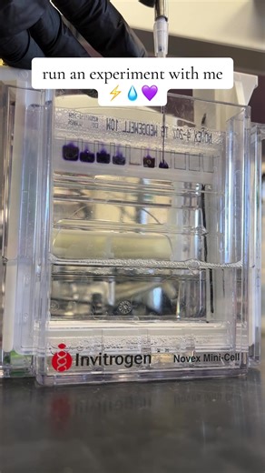 Gel Electrophoresis Experiment with Me