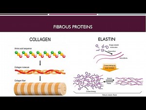 Globular Proteins and Fibrous Proteins Part 2