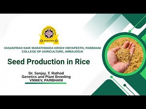 Hybrid Seed Production in Rice (Variety and Hybrid)