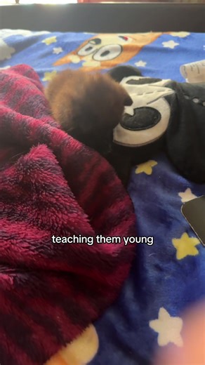 Teaching Kittens Young: Fun and Engaging Tips