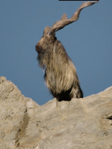 Markhor Mountain Goats: Nature's Gladiators in Action