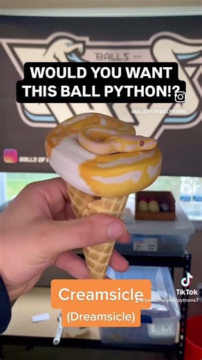 Would You KEEP This Ball Python!?