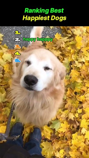 Ranking Happiest DOGS