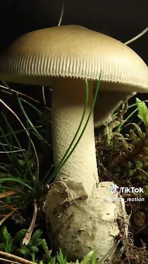 Timelapse of Amanita Vaginata Growth