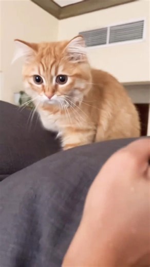 Madiyan cookie #funnycat #dubsmashindia #cat_songs #comedydub #pets #funny #kitten #malayalamcomedy