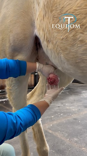 À votre avis de quelle pathologie souffre ce cheval ?🥺 #vétérinaire #veterinarios #chevaux #caballos | Equitom Namur