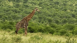 footage of lonely wild African giraffe eating leaves from trees. Portrait of wild African giraffes closeup walking in savannah. South Africa safari in national park. Amazing shot of African animals