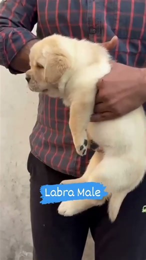 ultra massive quality Labrador puppy 🐶🐶🐶🐶