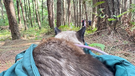 好久没出门的小猫变成小怂货了