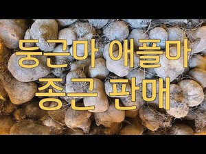 #둥근마종근 #둥근마 #애플마 #텃밭농사 #둥근마재배 둥근마 종근 판매