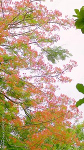 Delonix regia Vertical video vibrant elegance of flowers and leaves, perfect artistic phone wallpaper and mobile homescreen background. Calming mood of flamboyant tree delonix regia red blooms. Stock Video