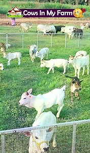 67K views · 3.2K reactions |  If you are looking for an...