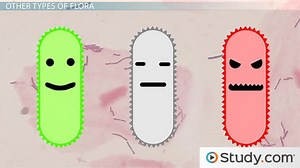 Preventing Disease: Normal Human Flora