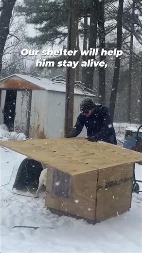 Freezing, alone, & chained to a piece of plastic 💔 Domino’s chance of surviving was dropping fast