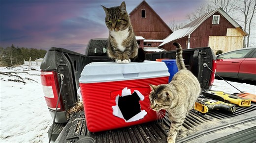 Building Cat Houses Out of Coolers