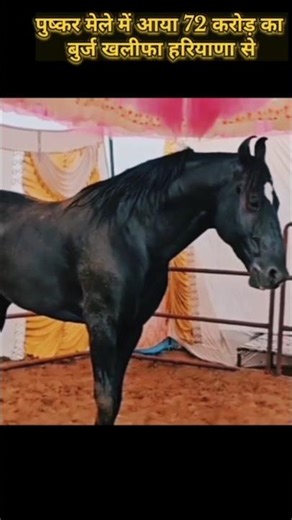 !! VIP.King Horse ( पुष्कर मेले में आया 72 करोड़ का बुर्ज खलीफा घोड़ा हरियाणा से)#shorts#shortsfeed