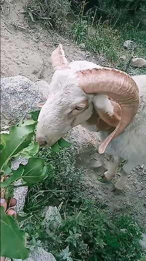 “Strong & Bold 🐏 | Male Sheep Facts”