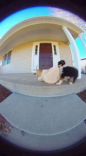 Two Puppies Carry One Toy Together 🧸🐶🐶