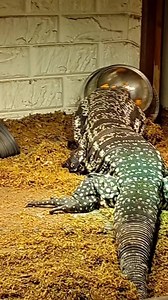 1.1M views · 8.8K reactions | #winstonthetegu #TEGU #argentine #blackandwhite #Tegus #argentinetegu #lizard #lizardlife #reptile #reptiles #fyp #foryoupage #fypシ #cute #lizardsofinstagram #tegulizard #reptilesofinstagram #happy | Winston the Tegu | Facebook